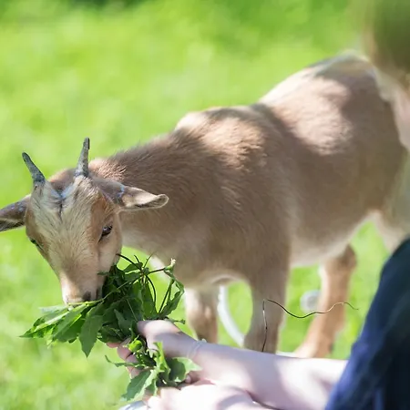 فندق Hotel-restaurant Ricordeau Loué