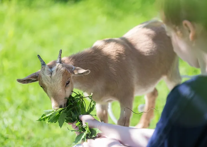 Hotel Hotel-restaurant Ricordeau Loué